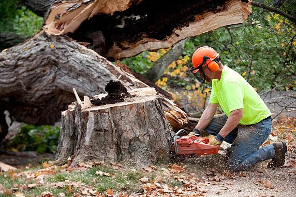 Reliable Bellevue, WI Tree Removal Solutions
